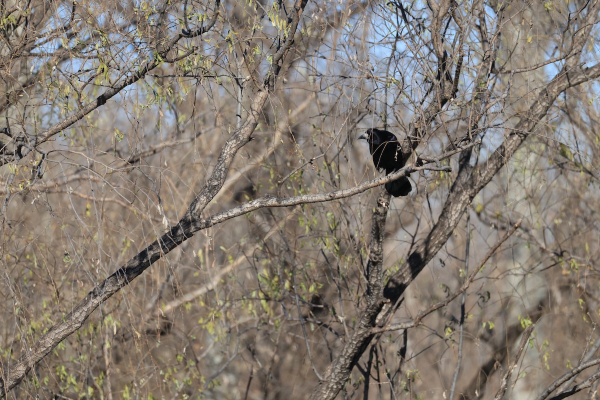 Ekin Kargası - ML646342398