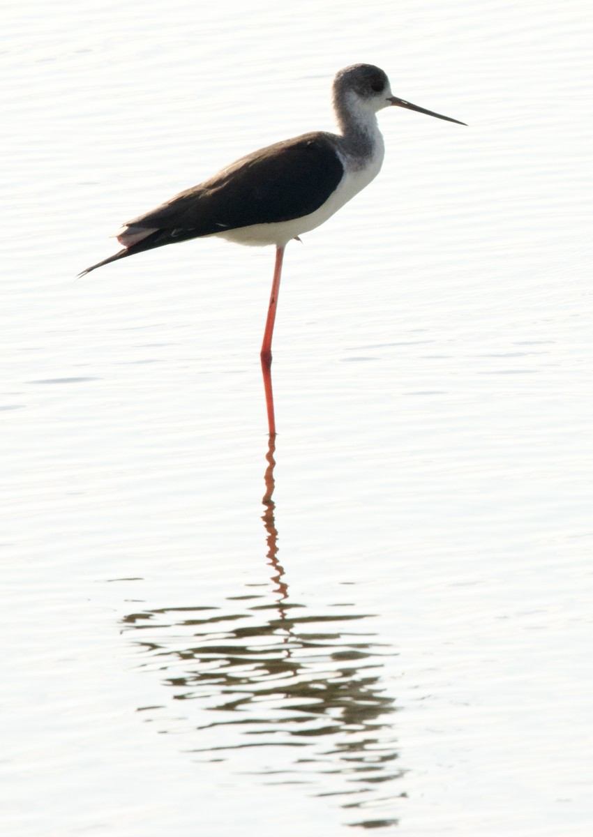 Zankaluze eurasiarra - ML646342399