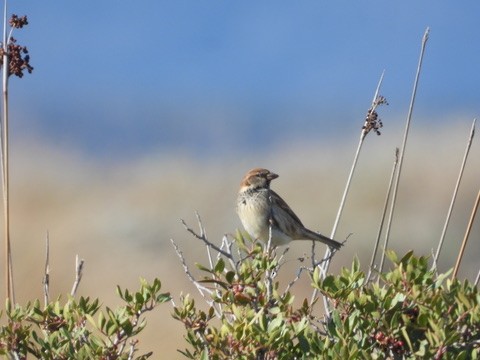 Горобець чорногрудий - ML646342401