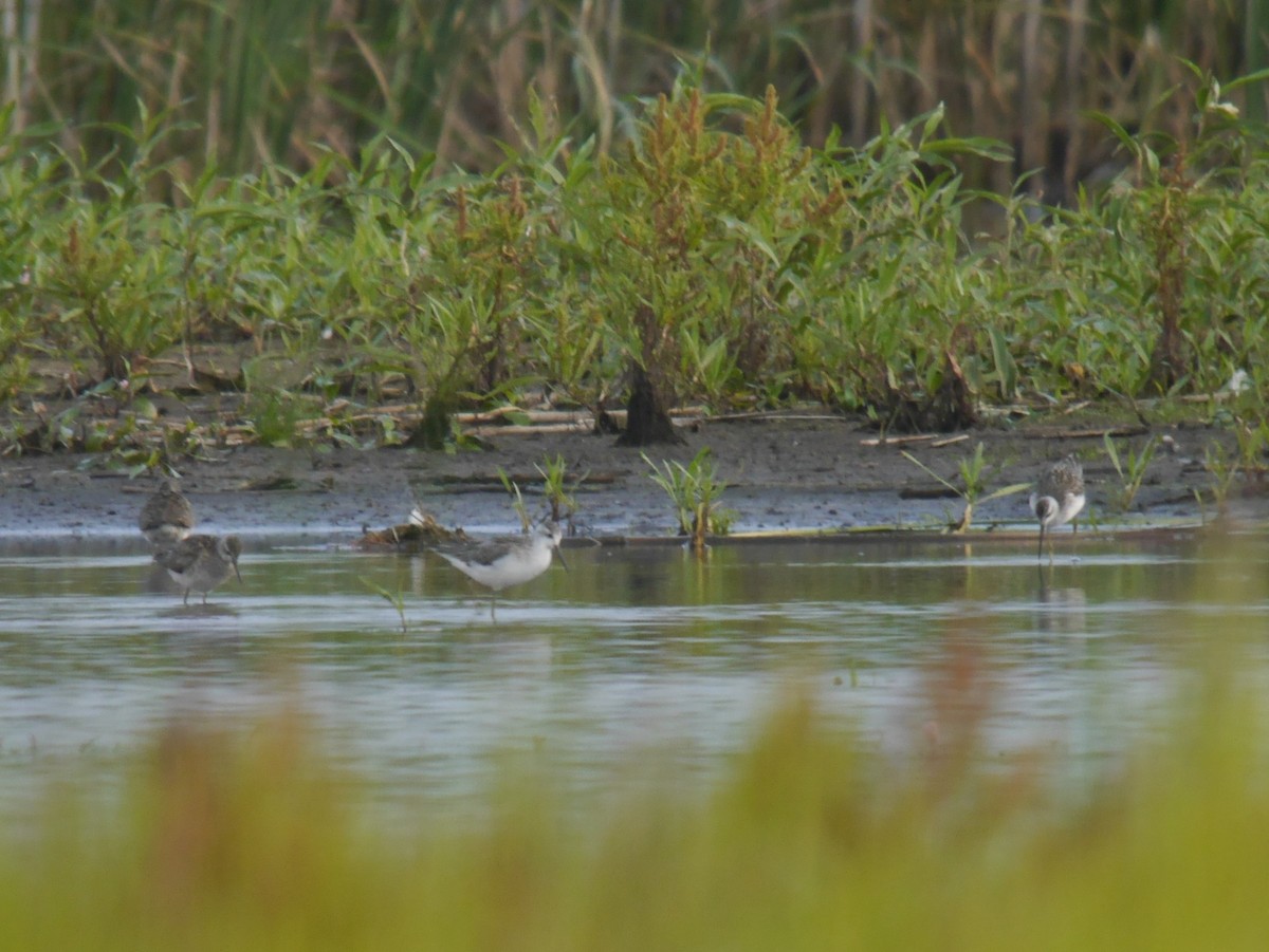 Коловодник ставковий - ML646342402