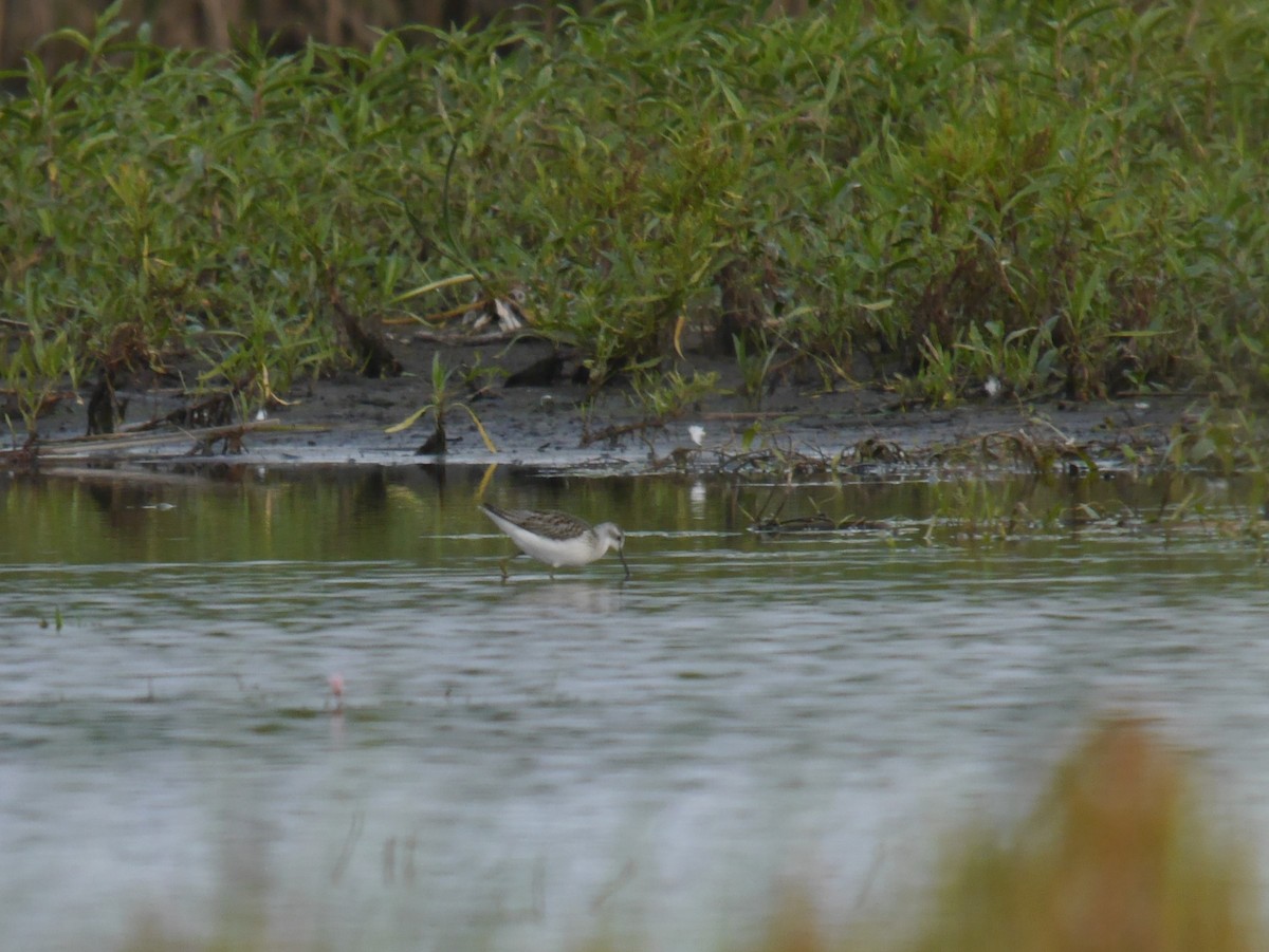 Коловодник ставковий - ML646342403