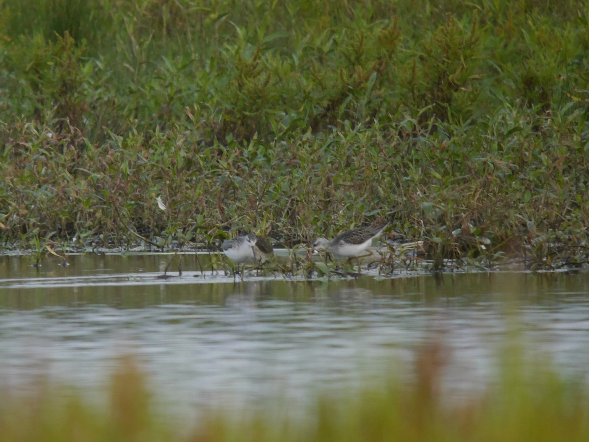Коловодник ставковий - ML646342404