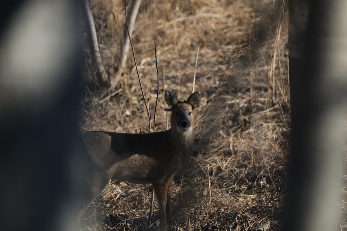 Animals - ML646342405