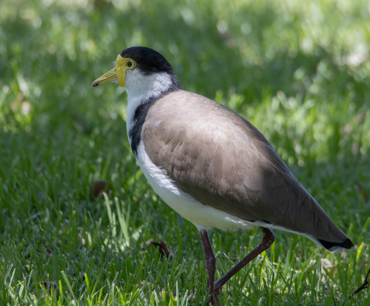 Чайка білошия - ML646342406