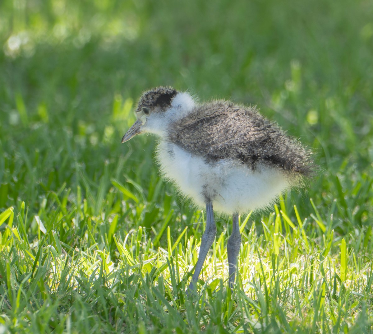 Чайка білошия - ML646342408