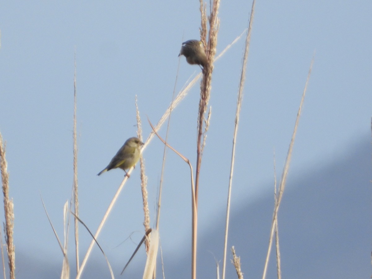 Зеленяк звичайний - ML646342409