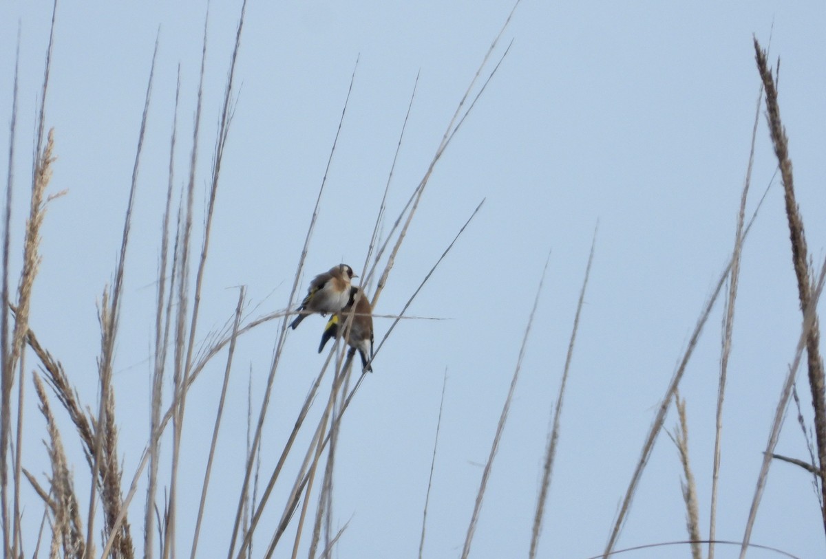 Щиглик звичайний - ML646342411