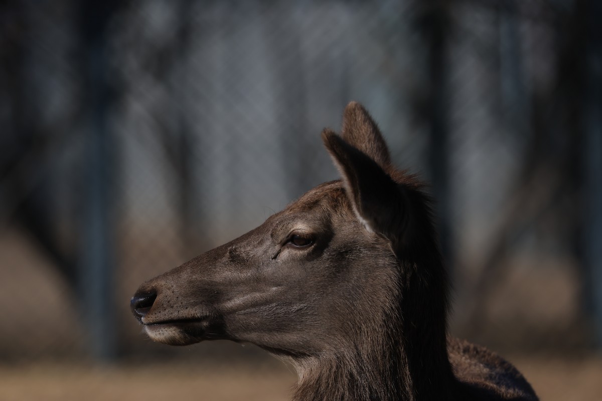 Animals - ML646342412