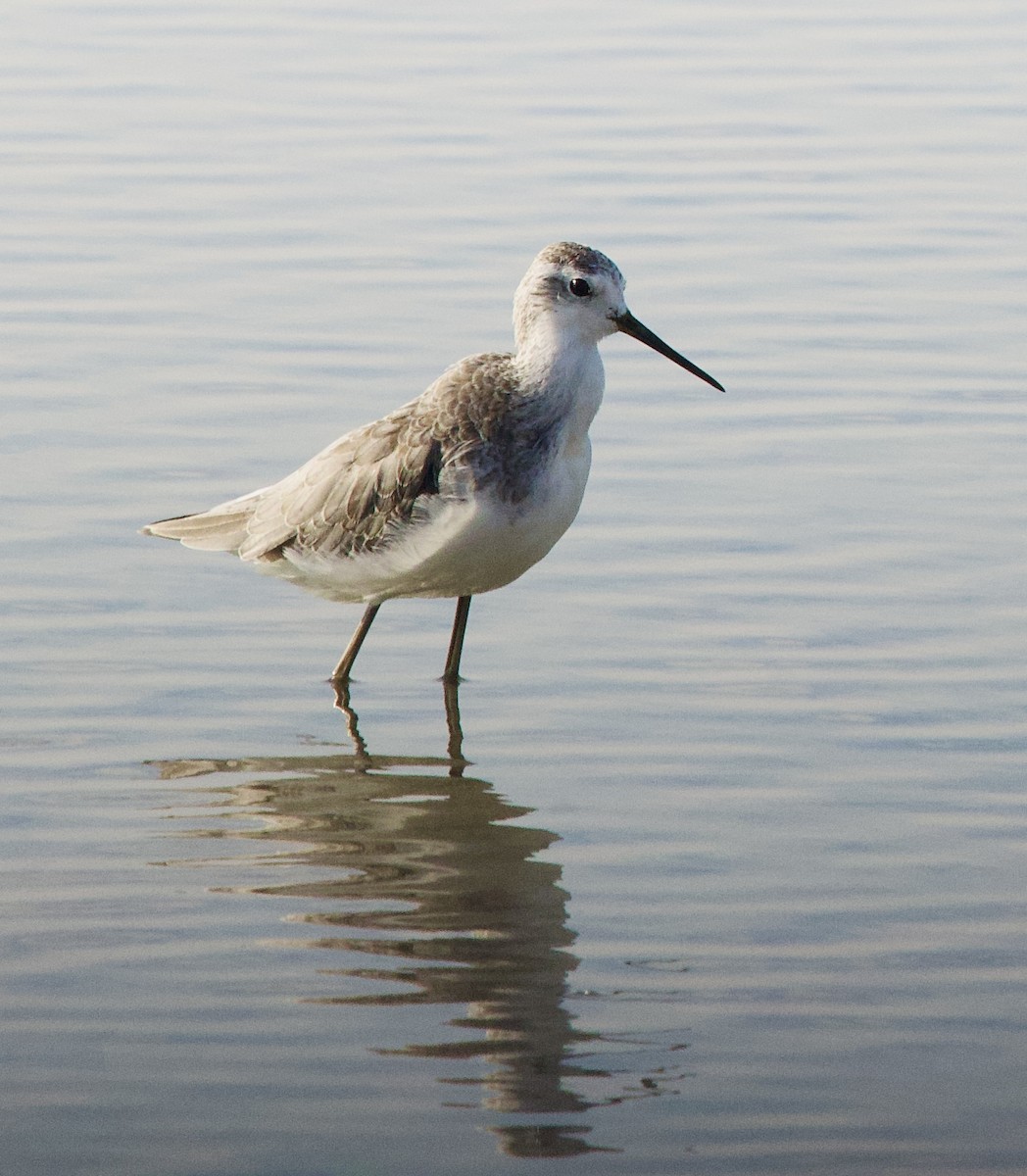 Коловодник ставковий - ML646342413