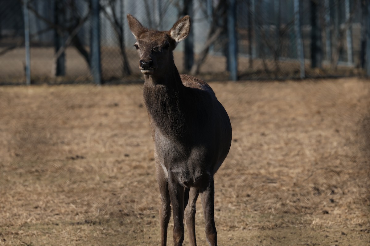 Animals - ML646342414