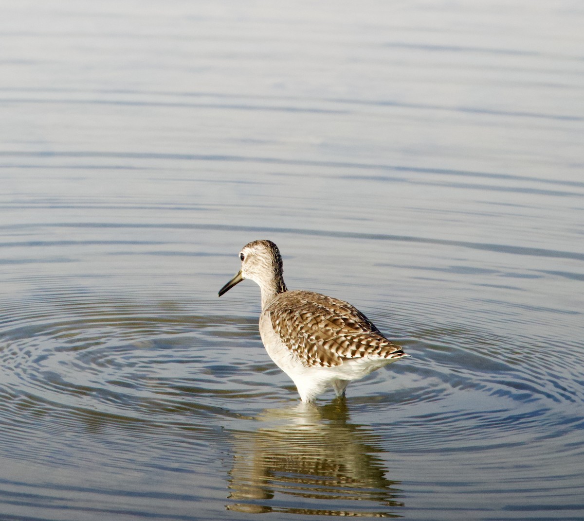 Коловодник болотяний - ML646342419