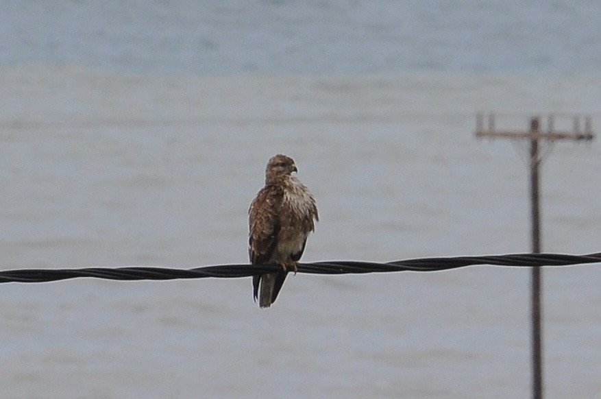 Канюк звичайний - ML646342420