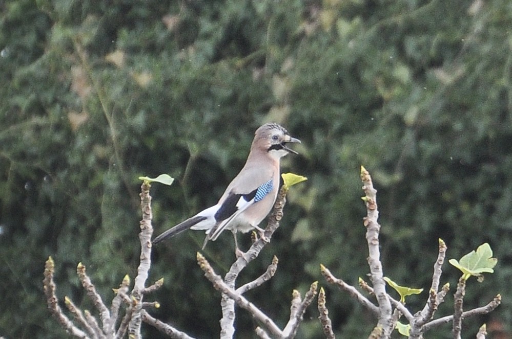 Сойка звичайна - ML646342422