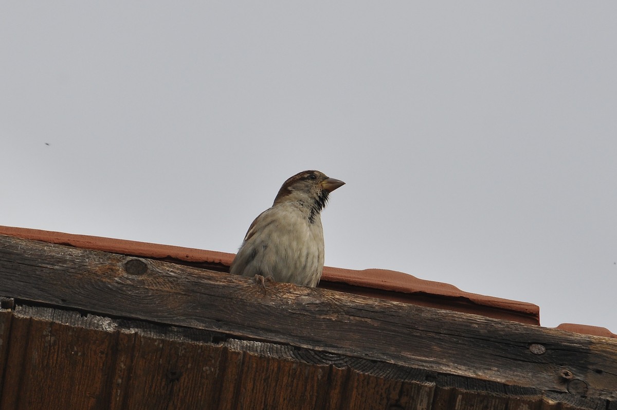 Горобець хатній - ML646342424