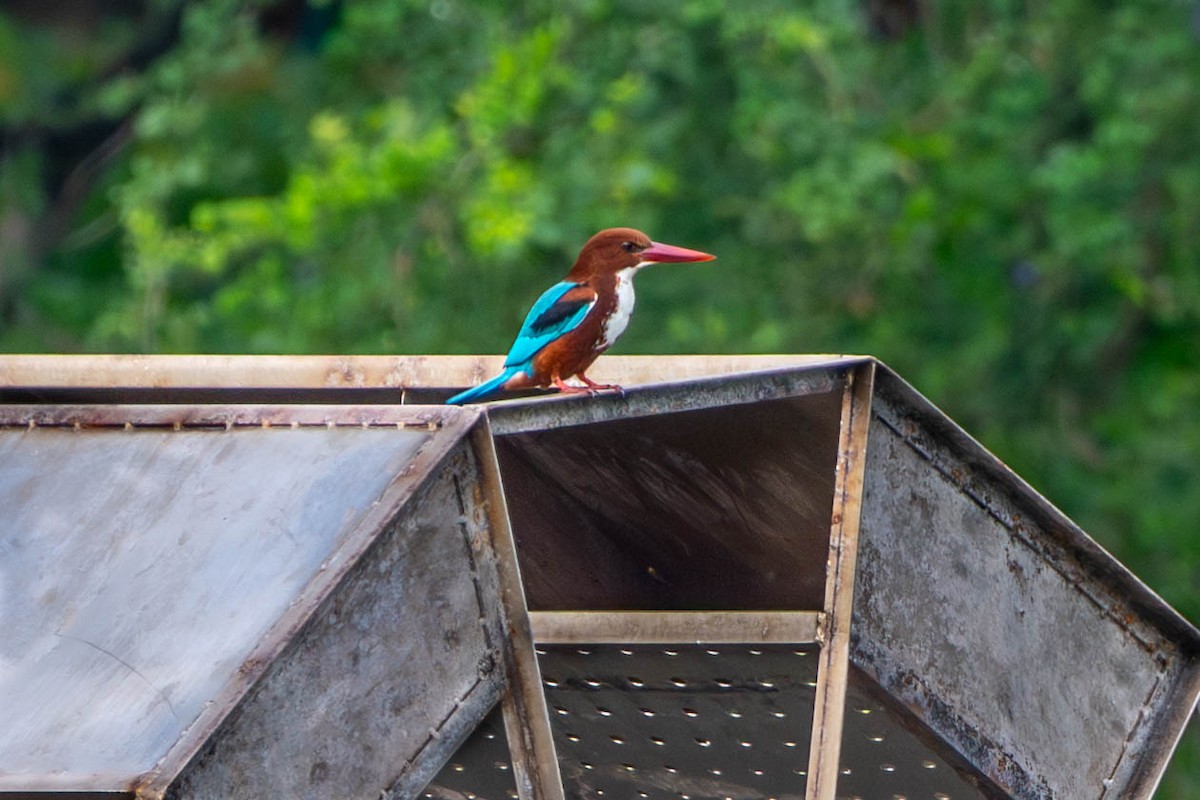 Альціон білогрудий - ML646342427