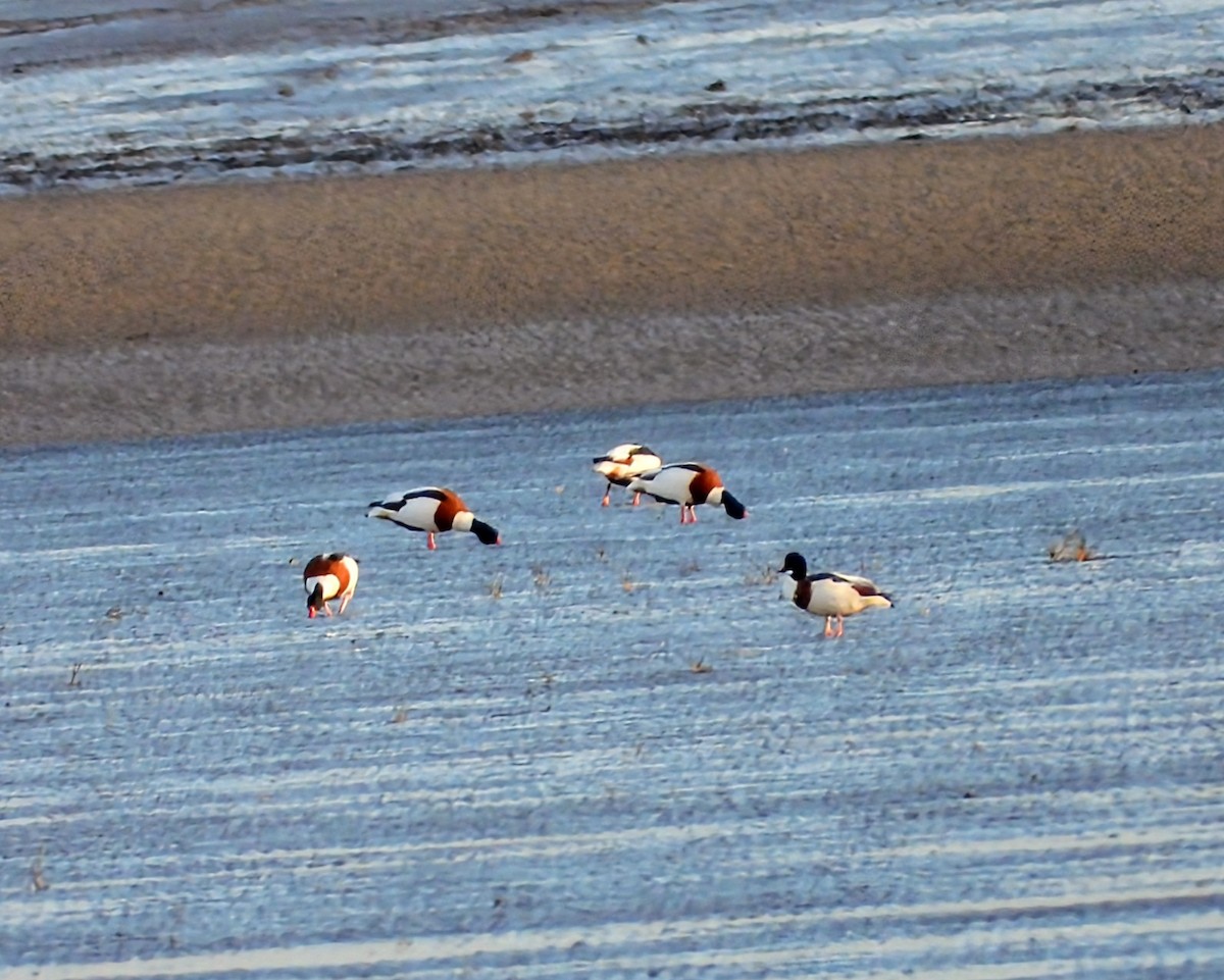 Галагаз євразійський - ML646342428