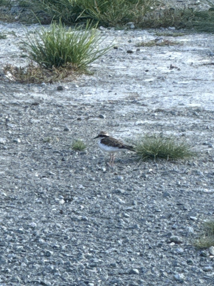 Пісочник чорнолобий - ML646342432