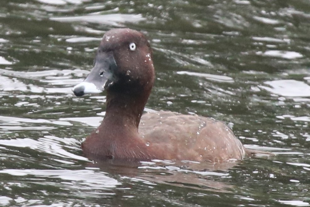 Австралийский нырок - ML646342441