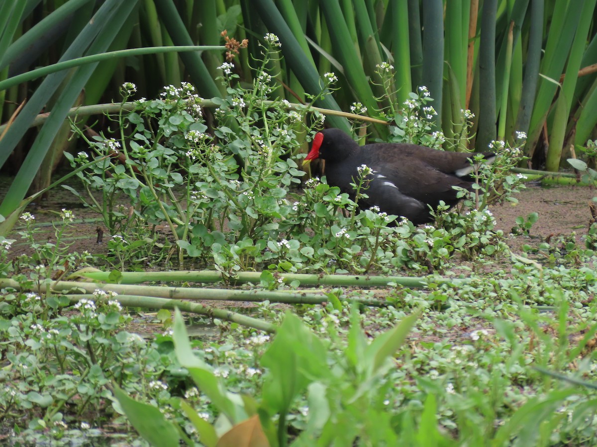 Eurasian Moorhen - ML646342442