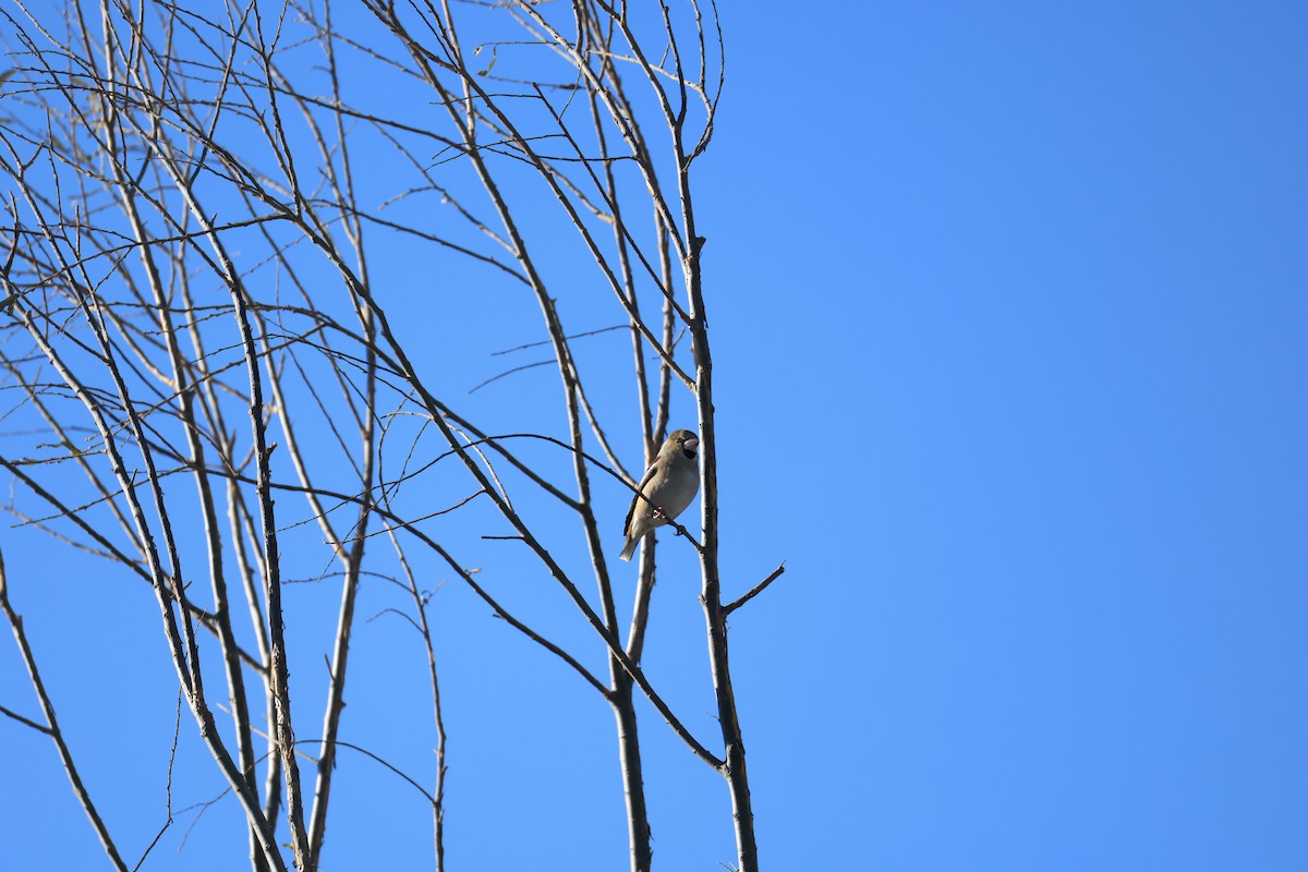 Hawfinch - ML646342443