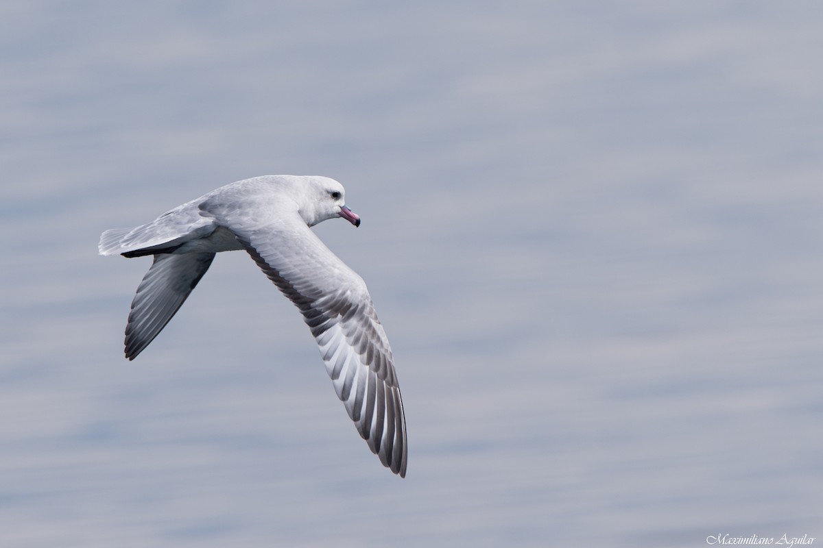 Southern Fulmar - ML646342444