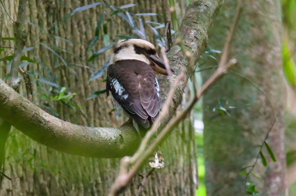 Laughing Kookaburra - ML646342445