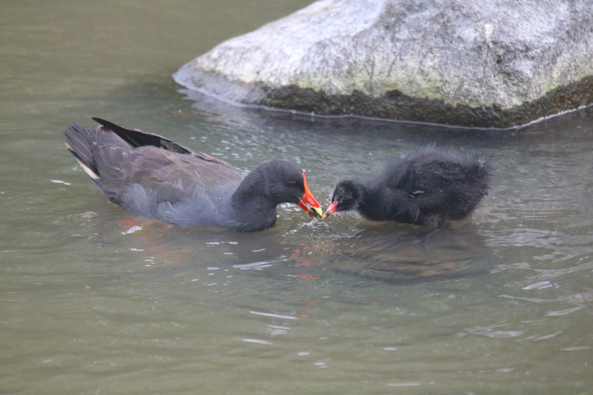 Dusky Moorhen - ML646342458