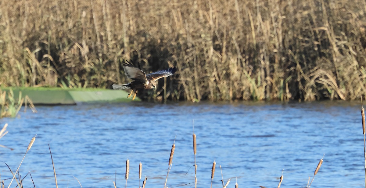 西方澤鵟 - ML646342460