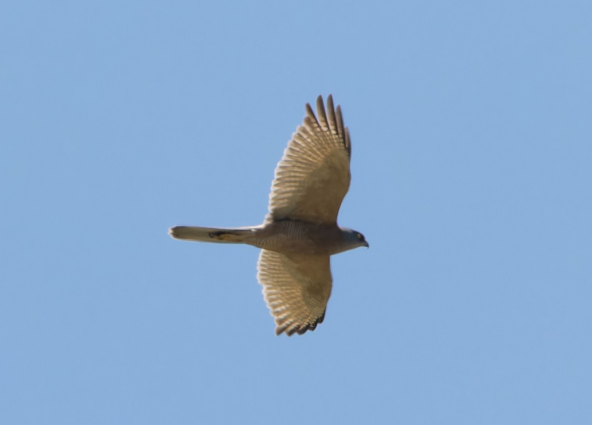 Brown Goshawk - ML646342464