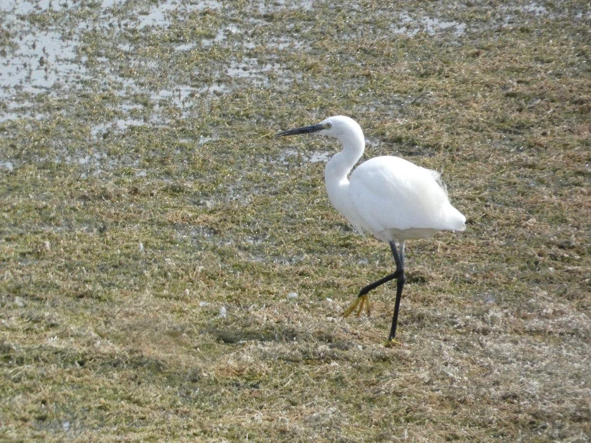 小白鷺 - ML646342465