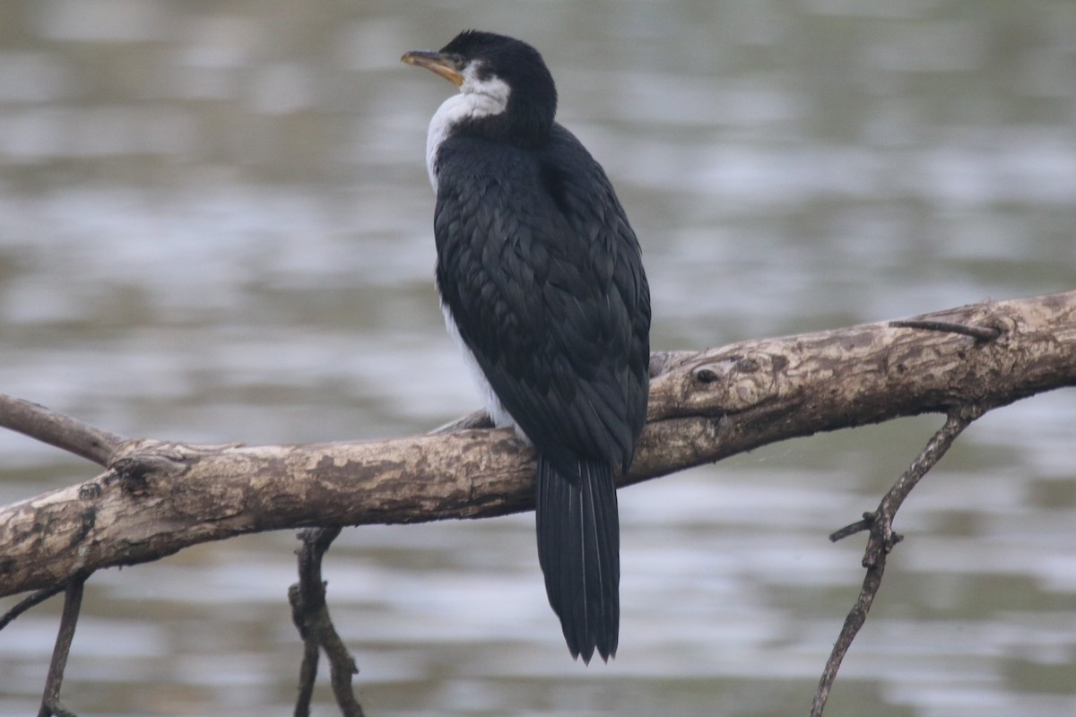 Little Pied Cormorant - ML646342466