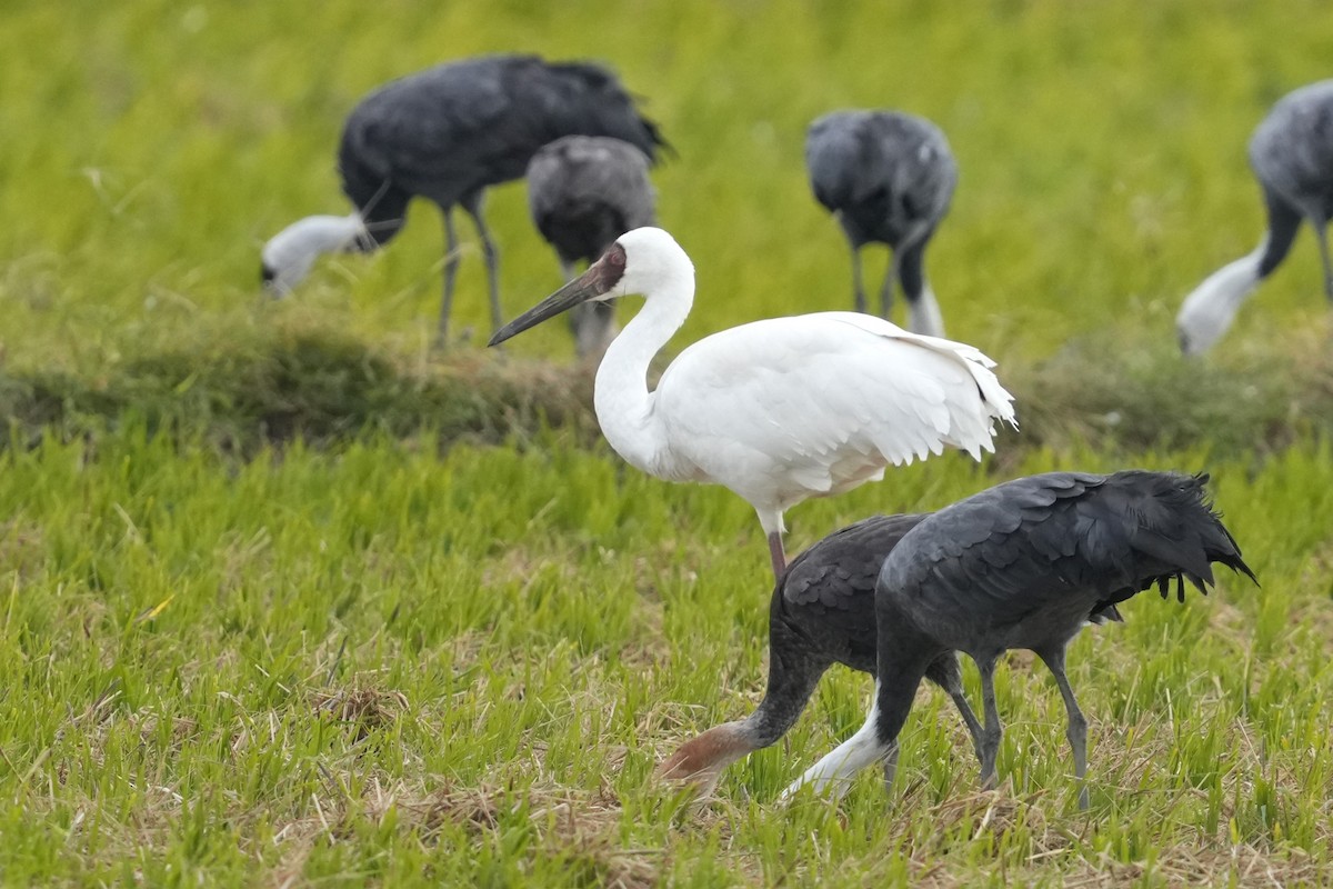 ソデグロヅル - ML646342468