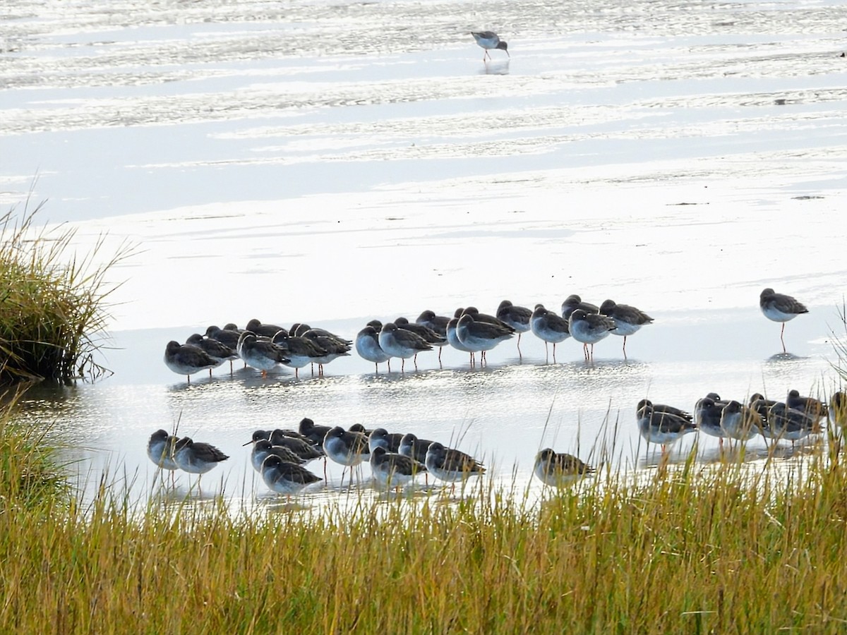 赤足鷸 - ML646342470