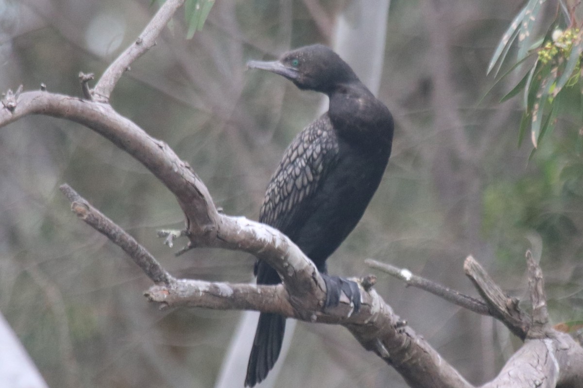 Little Black Cormorant - ML646342471