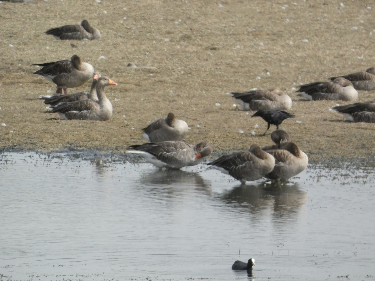 灰雁 - ML646342472