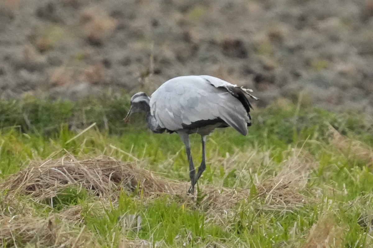 Demoiselle Crane - ML646342473