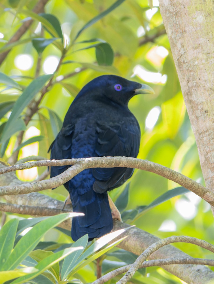 Satin Bowerbird - ML646342474