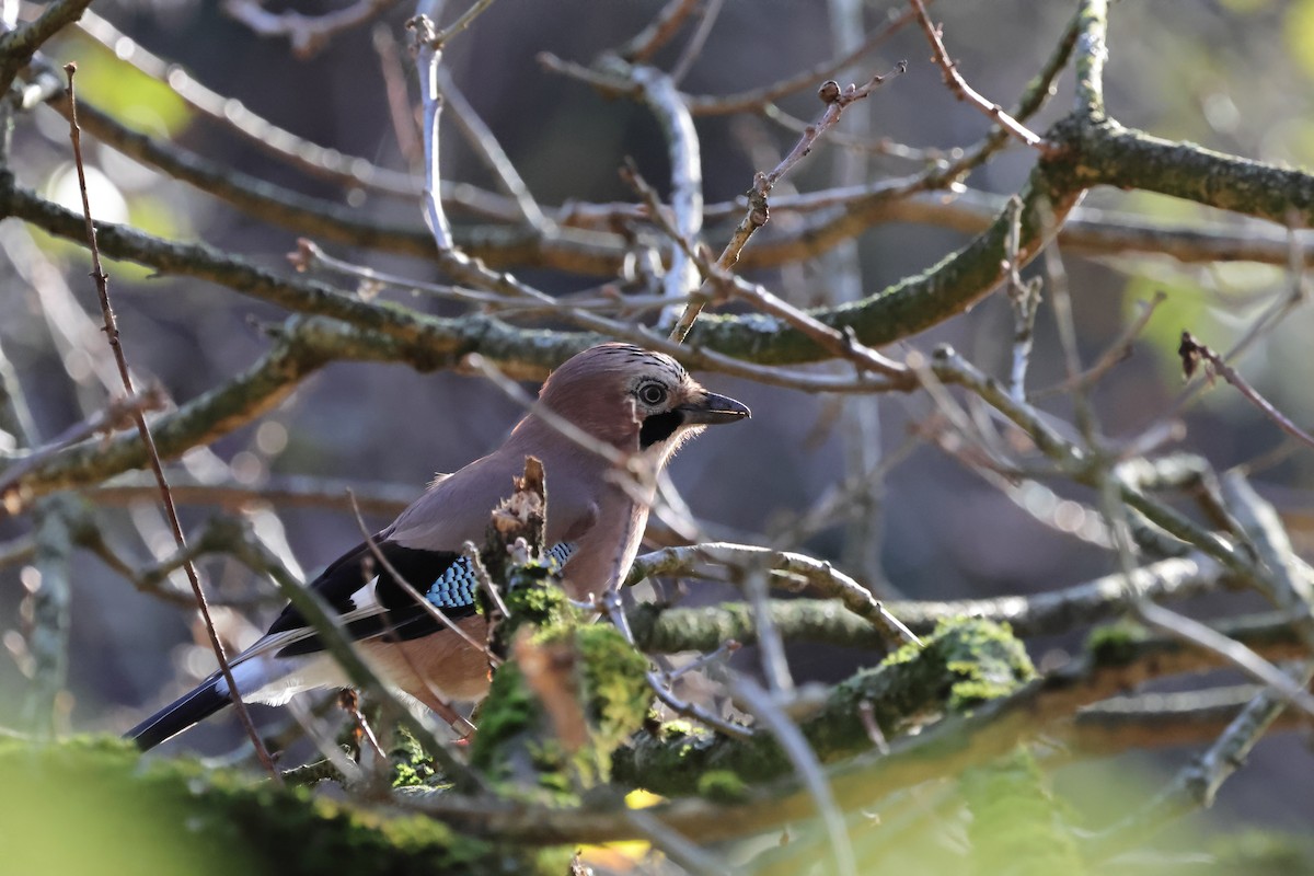 松鴉 - ML646342475