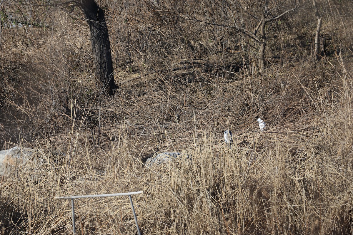 夜鷺 - ML646342482