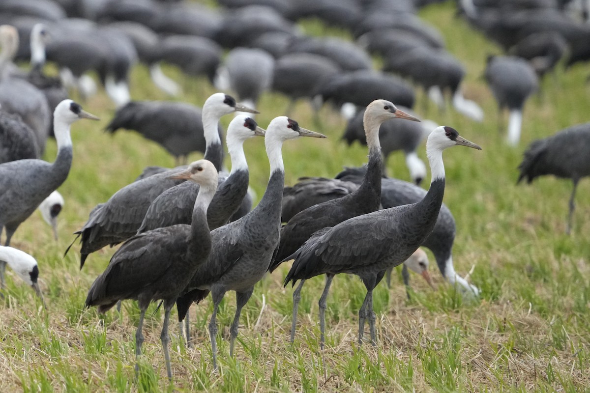 白頭鶴 - ML646342486