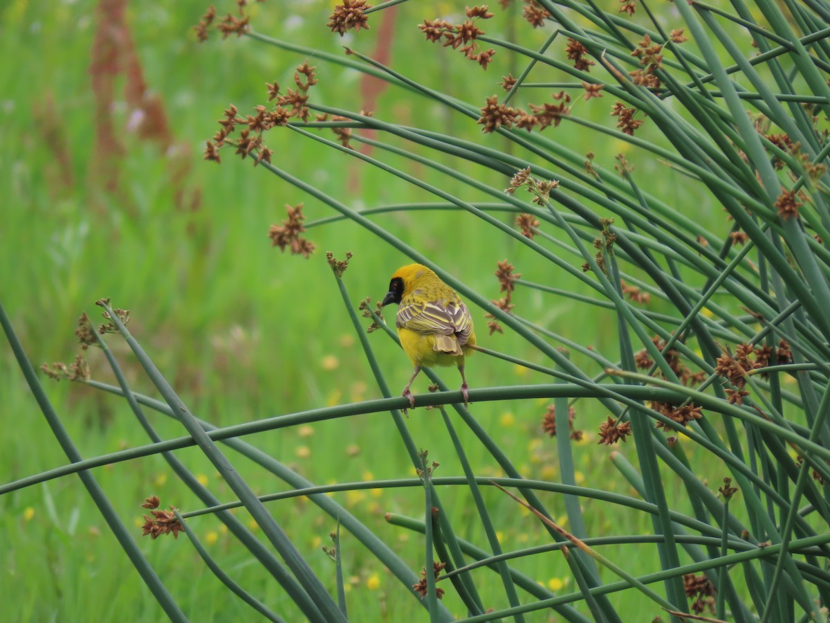 Southern Masked-Weaver - ML646342487