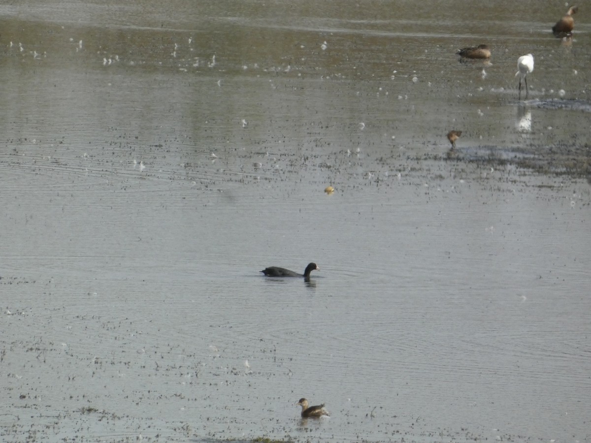 白冠雞 - ML646342488