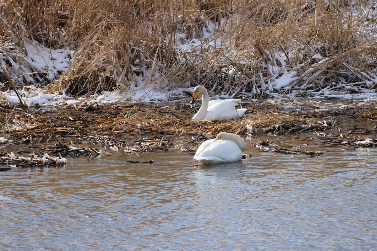 黃嘴天鵝 - ML646342490