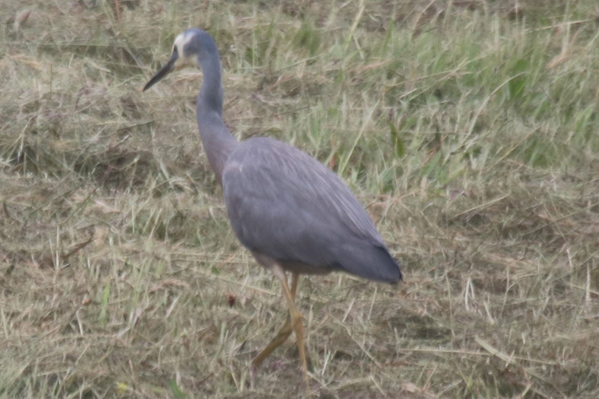 白臉鷺 - ML646342491