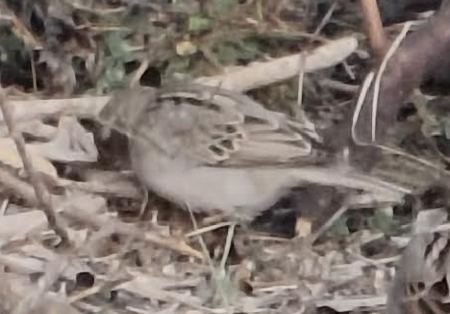 家麻雀 - ML646342492