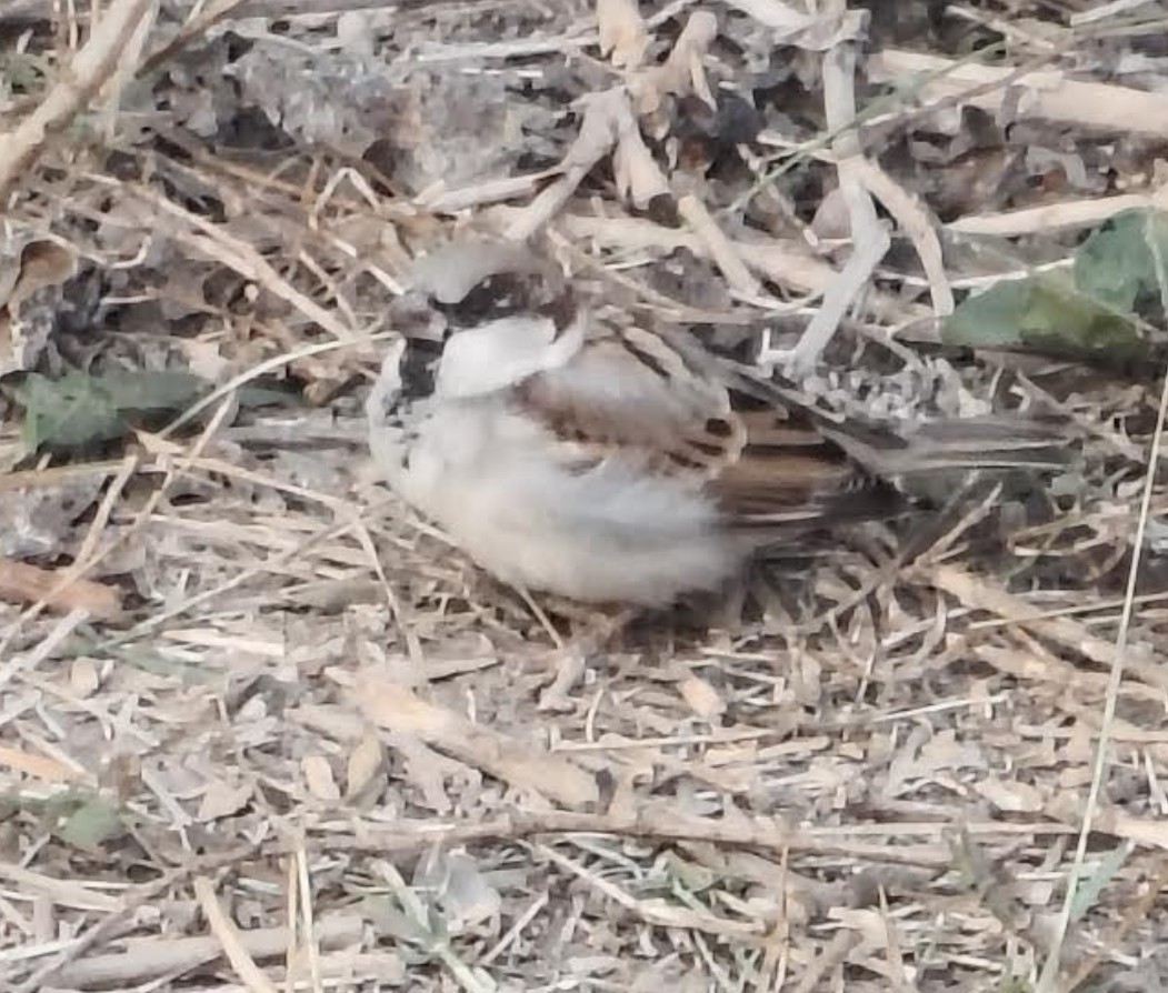 家麻雀 - ML646342493