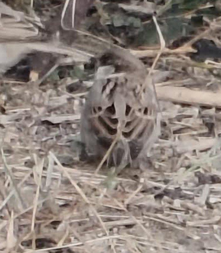 家麻雀 - ML646342494