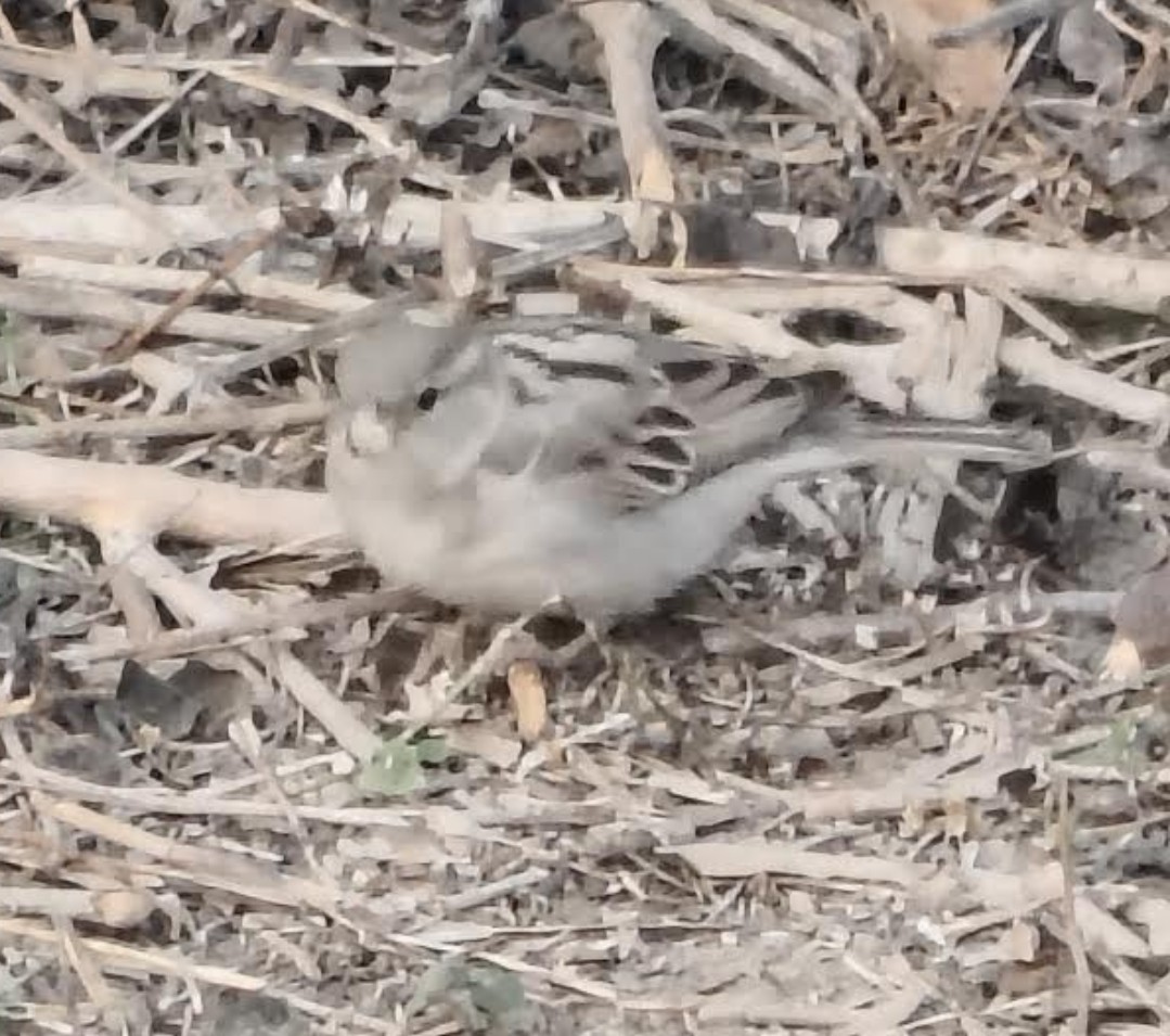 家麻雀 - ML646342495