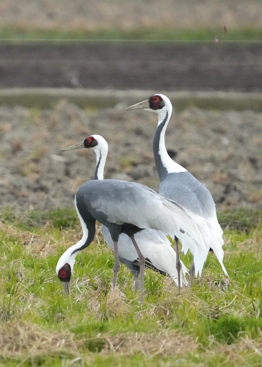 白枕鶴 - ML646342496