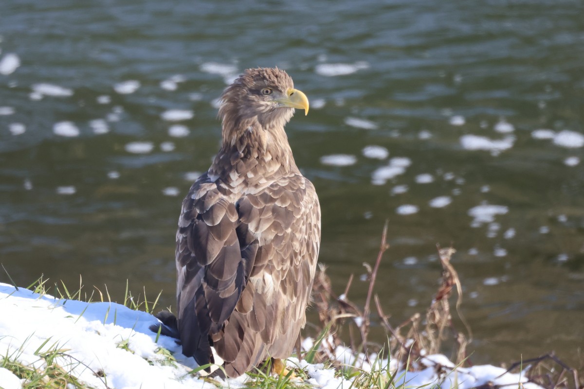 Орлан-білохвіст - ML646342498